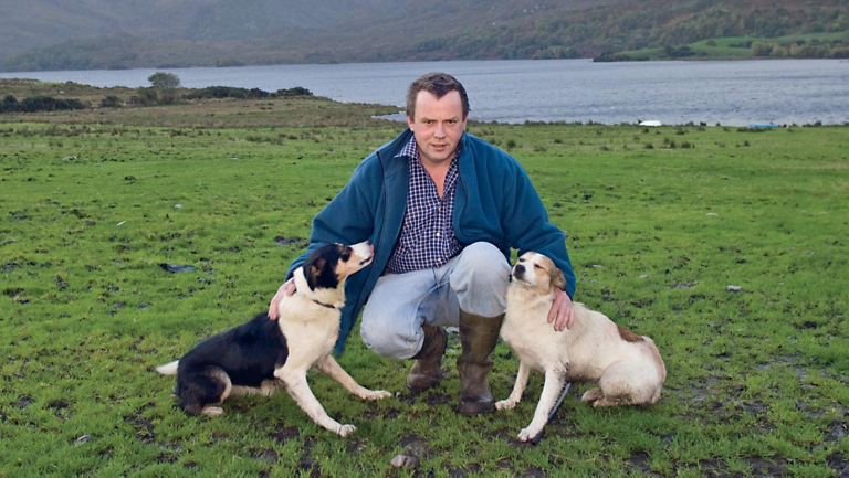 Tails of Tradition: Ireland's Sheepdogs at Work