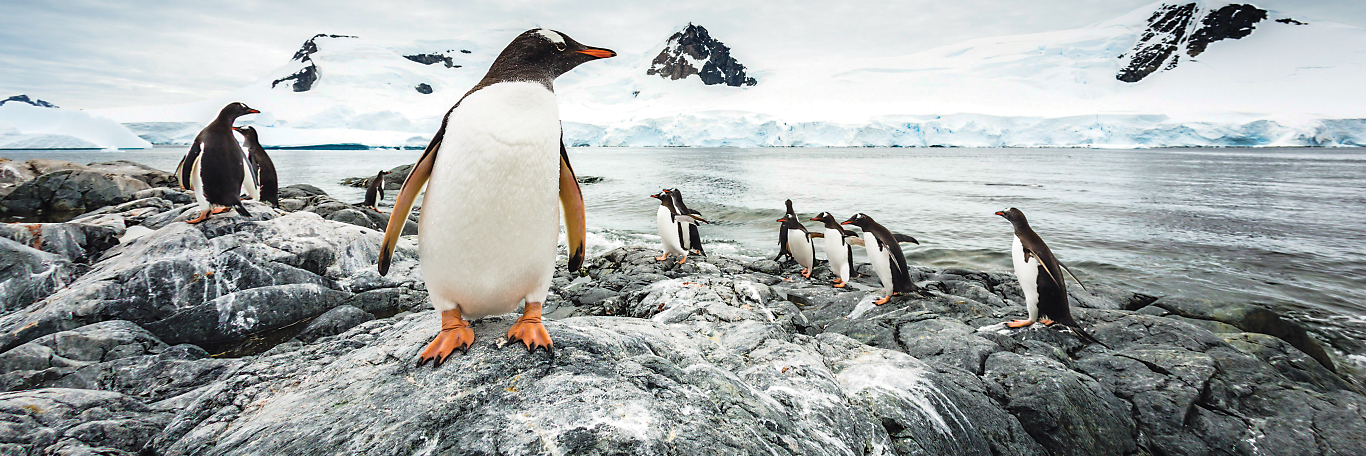 Arctic Quest - The Odyssey Through A Threatened Wilderness