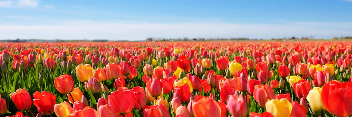 Tulip Run Short  Thrive Société