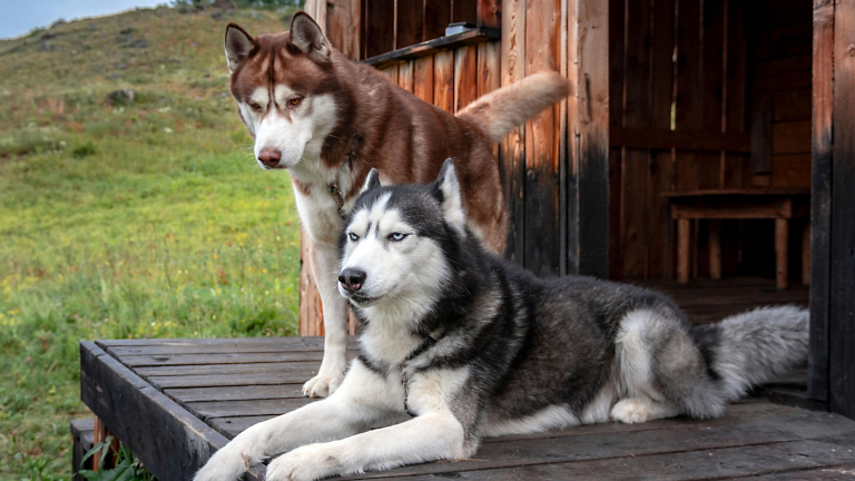 NEW Adventure: Nordic Countries & the Arctic Circle: Finland, Sweden's Sami Lapland & Norway