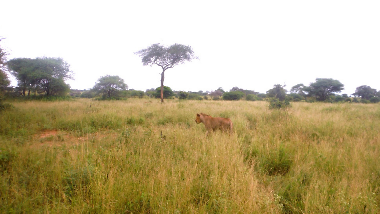 Nchi Ya Simba ("Lion Country")