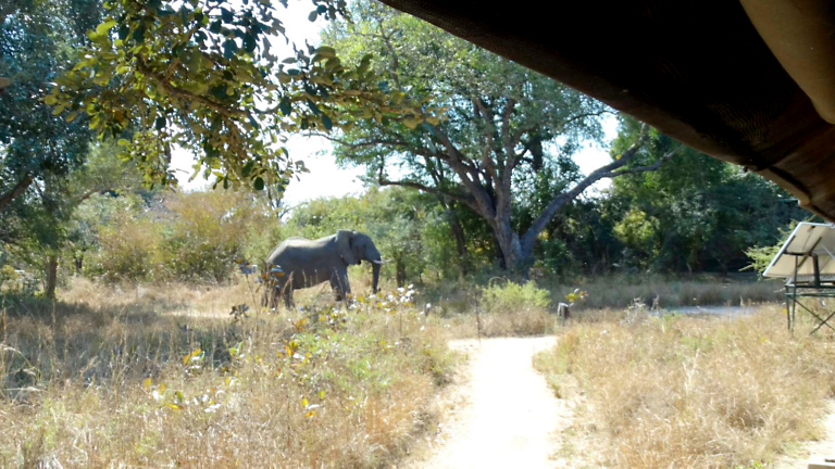 Elephant in the Room