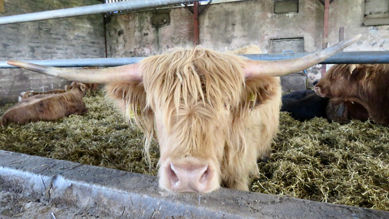 Scotland’s Fabled Fauna: Bovines and Equines