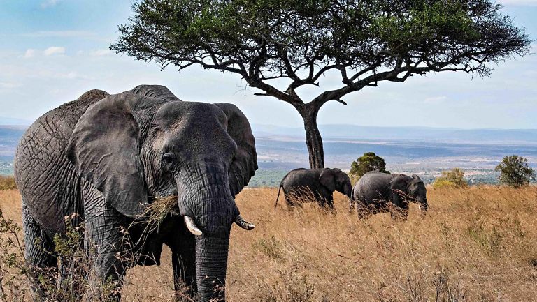 10 Years in Review: O.A.T.’s Traveler Photo Contest Nature & Wildlife Winners