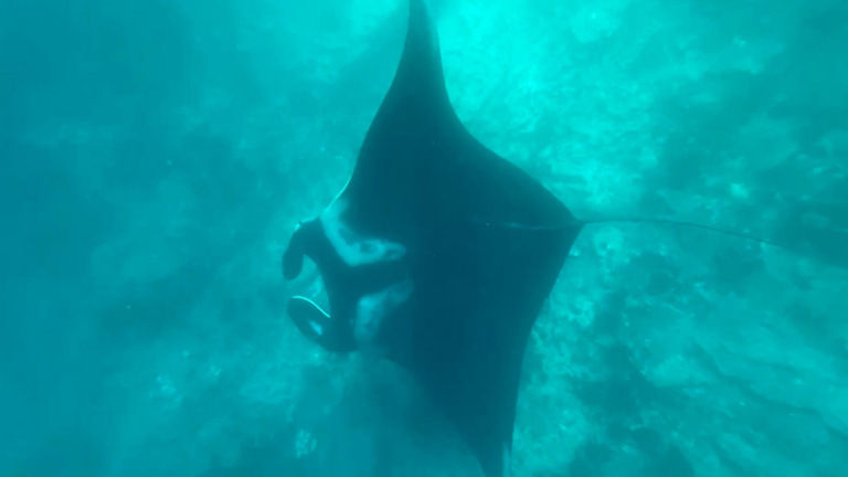 The Giant Black Manta Ray