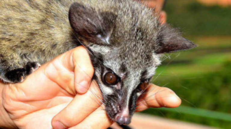 Poop Goes the Weasel