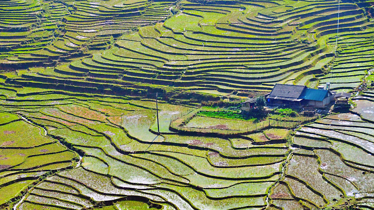 Natives of the North