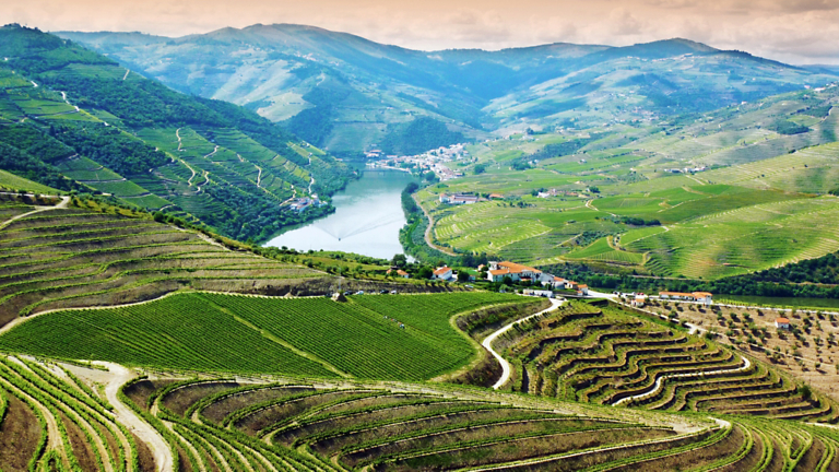 River of Wine: How the Douro Valley Shaped Vinicultural History