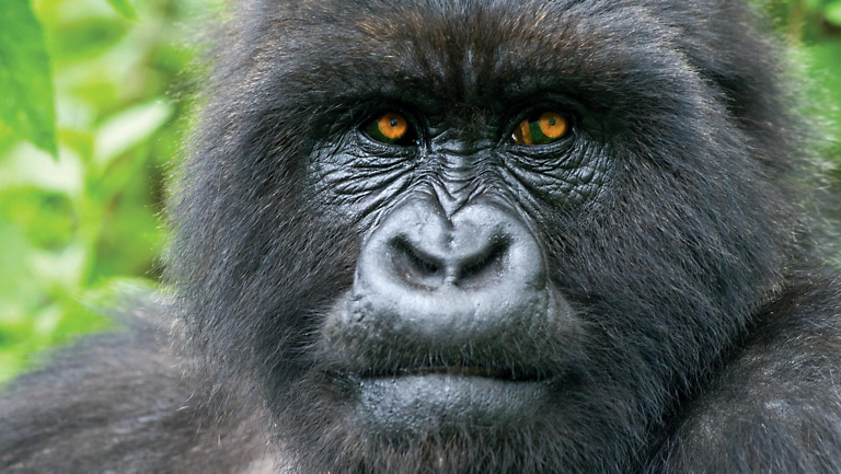 Adventure Spotlight: Rwanda: Mountain Gorillas in the Land of a Thousand Hills