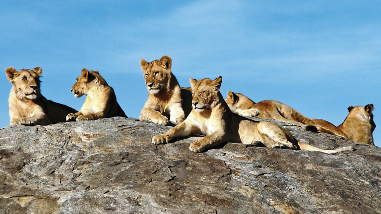 Protecting the King: Emanuel Munisi on the Future of Lions in Tanzania