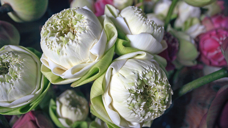 The Real White Lotus: Symbol of Spiritual Rebirth