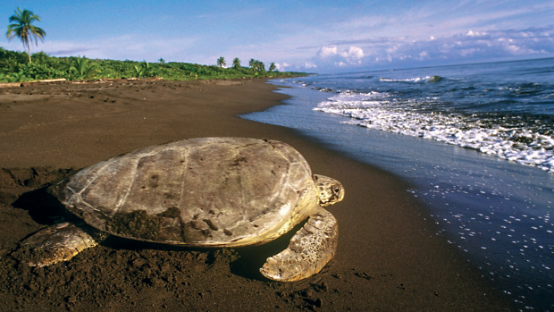 Costa Rica Treetops and Trails: An Active Journey