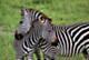 Africa