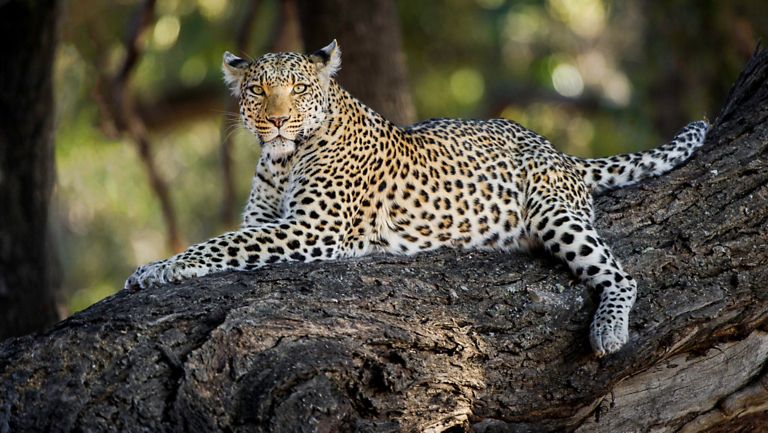 Like a Village Elder