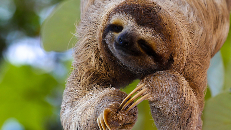 Embracing the Spirit of Pura Vida in Costa Rica