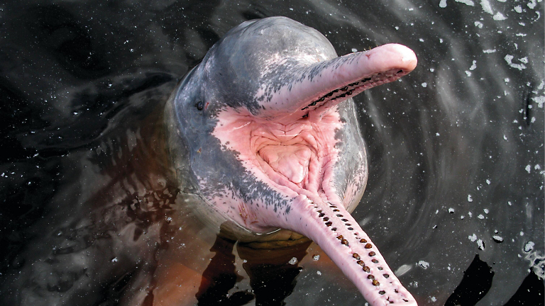 Pink River Dolphins: Underwater Divas of the Amazon