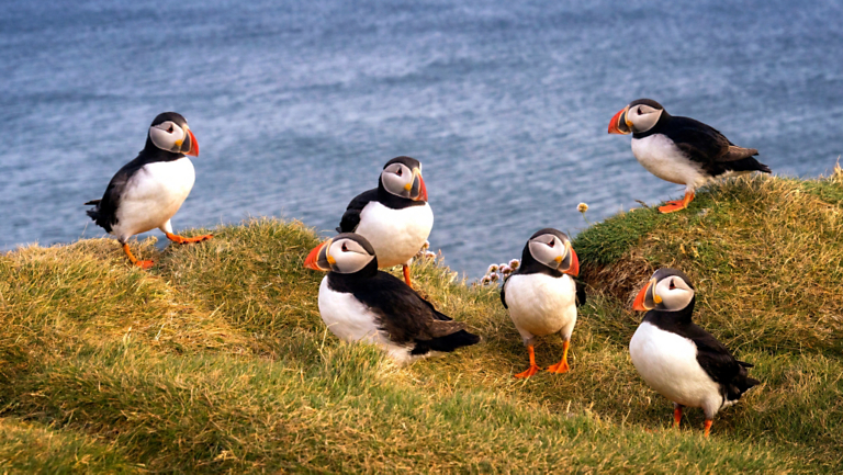 Natural Treasures: Tune in to Iceland’s Unique Nature Show