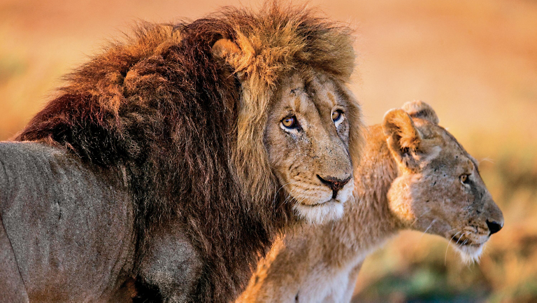 Protecting the King: Emanuel Munisi on the Future of Lions in Tanzania