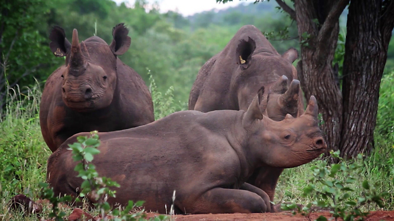 Animal Collective: 15 Fun Collective Nouns to Use on Your Next African Safari