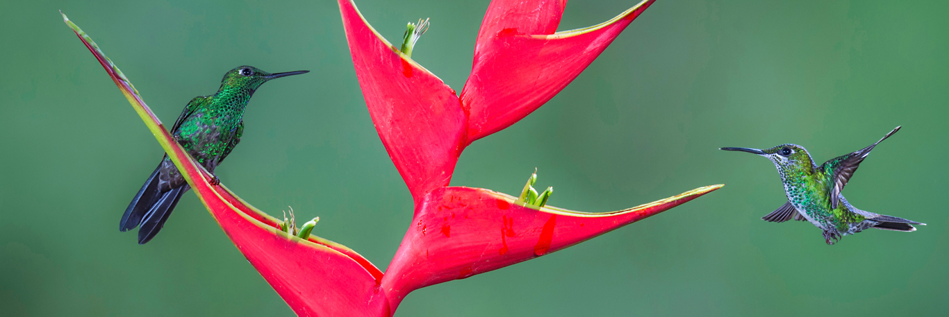 Costa Rica - Traveler view, Travelers' Health