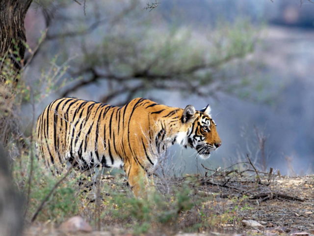 82fd6c7ef25f4e9fa8b2af4f01514651