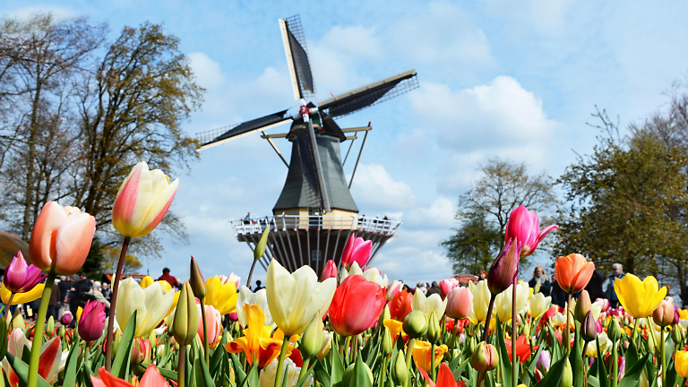 Keukenhof: The Greatest Flower Show on Earth