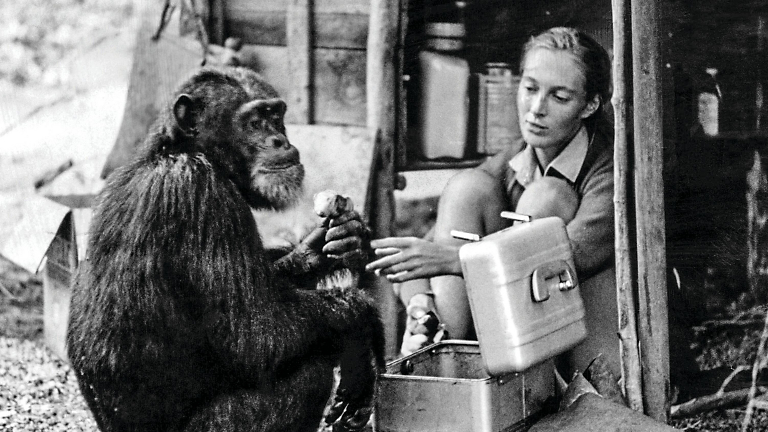 From Scientist to Activist: Remembering Jane Goodall