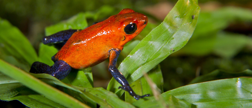 Endangered Tree Frogs of Costa Rica Cap