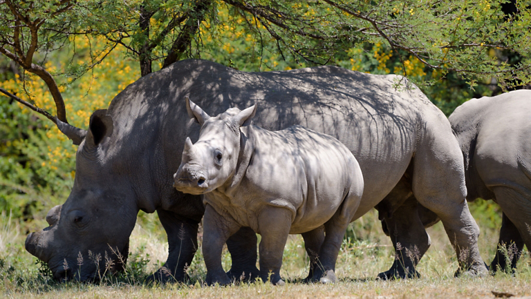 NEW Trip: Southern Africa Discovery: Victoria Falls, Kruger Safari & the Cape Peninsula