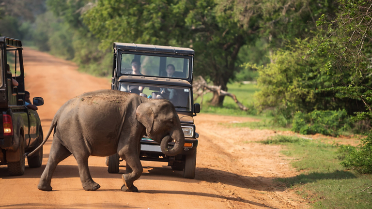 NEW Adventure: Sri Lanka: From Colombo & Kandy to the Wildlife of Yala