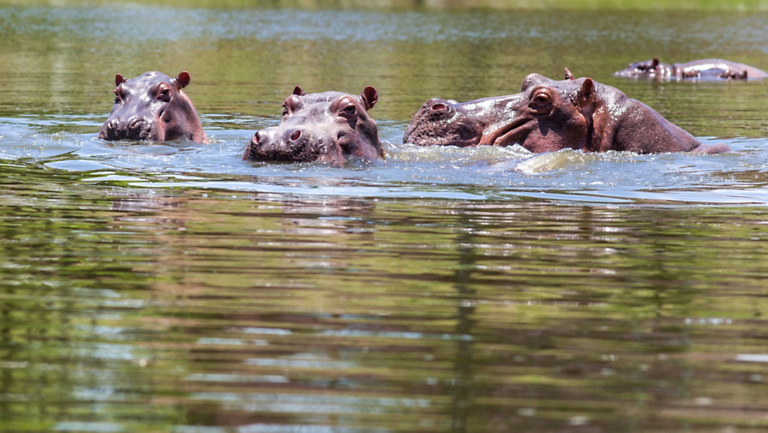 Hippo Heaven