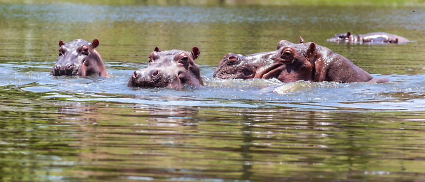 colombia hippo tour