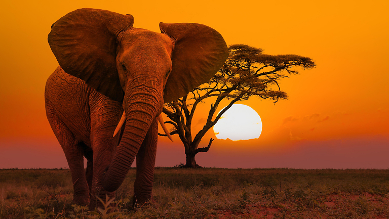 Embrace Your Wild Side: Immersions Adventures in Nature