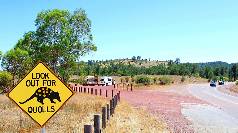 Teeth, Thorns & Tap-Dancing Birds: Australia’s Remarkable Wildlife