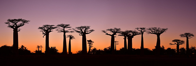Madagascar's Natural Wonders: Lemurs, Rainforests & Baobabs