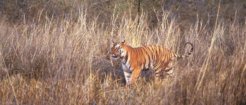 Bengal Tiger Facts  India Wildlife Guide