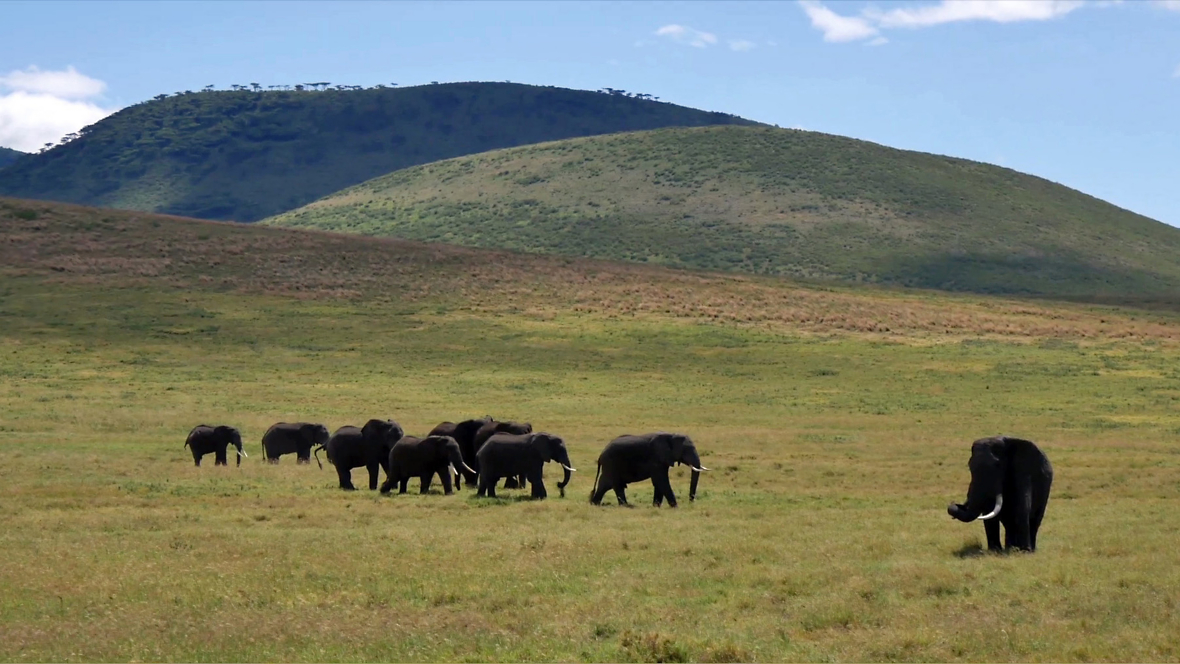 Viento Bottom - Tanzania – Honubelle